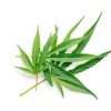 INDIA OLEJ KONOPNY CBD 10% 50ML NATURALNY DO CIAŁA