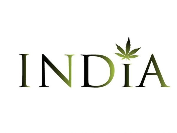 INDIA OLEJ KONOPNY CBD 10% 50ML NATURALNY DO CIAŁA