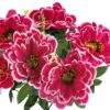 CHRYZANTEMA BUKIET 6 KWIATÓW 55cm - biało-ciemnoróżowy