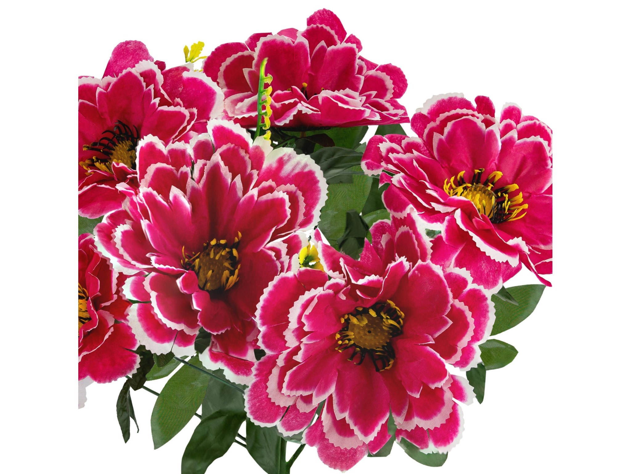 CHRYZANTEMA BUKIET 6 KWIATÓW 55cm - biało-ciemnoróżowy