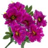 CHRYZANTEMA BUKIET 6 KWIATÓW 55cm - fioletowy