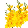 FREZJA SZTUCZNA POJEDYNCZA 62CM 2 RAMIONA (główka 15-16cm) - żółty