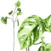 MONSTERA SZTUCZNA GAŁĄZKA 78CM 3 RAMIONA