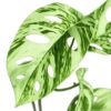 MONSTERA SZTUCZNA GAŁĄZKA 78CM 3 RAMIONA