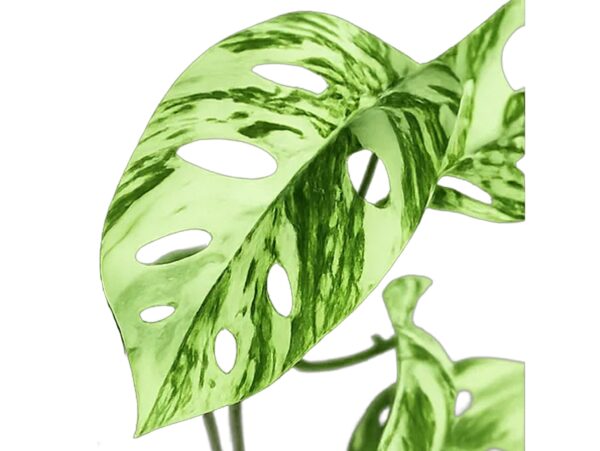 MONSTERA SZTUCZNA GAŁĄZKA 78CM 3 RAMIONA 5SZT