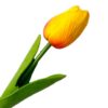 TULIPAN PIANKOWY SZTUCZNY 34CM (kwiat 4,5x3,5cm) - pomarańczowo-czerwony