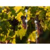 SPIRALA WIATROWA ODSTRASZACZ PTAKÓW 40cm 10SZT