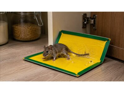 PUŁAPKA NA MYSZY LEP 31x21 XXL 50SZT