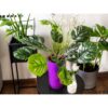 MONSTERA BUKIET SZTUCZN18 ŁODYG 55cm