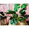 MONSTERA BUKIET SZTUCZN18 ŁODYG 55cm