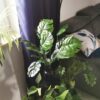 MONSTERA BUKIET SZTUCZN18 ŁODYG 55cm