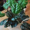 MONSTERA BUKIET SZTUCZN18 ŁODYG 55cm